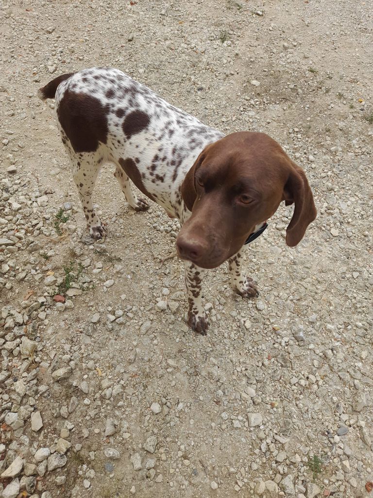 Shouki du Milobre de Bouisse