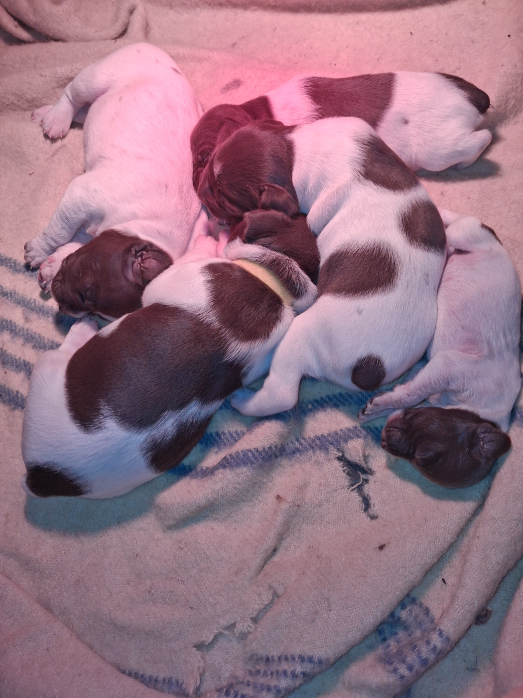 De La Guzerde - Braque français, type Pyrenees (petite taille) - Portée née le 18/03/2026